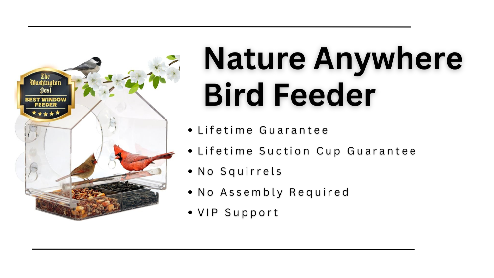 Window Bird Feeder