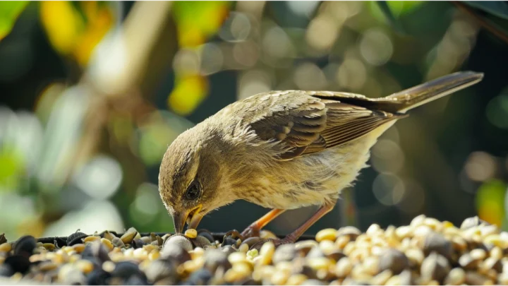 Looking for a Window Bird Feeder? Check These Out!